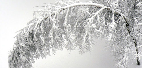 Tree Break From Snow