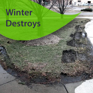 damaged winter grass